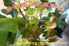 Published on 12/29/2016 ���ֹ�,��½�󷨵��ӹ�ףʦ�������(38��)