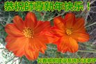 Published on 12/30/2016 ���ֹ�,��½�󷨵��ӹ�ףʦ�������(33��)