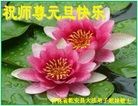 Published on 12/29/2016 ���ֹ�,��½�󷨵��ӹ�ףʦ�������(31��)
