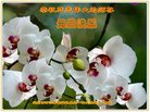 Published on 1/1/2017 ���ֹ�,��½�󷨵��ӹ�ףʦ�������(28��)