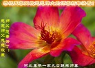 Published on 12/31/2016 ���ֹ�,��½�󷨵��ӹ�ףʦ�������(26��)