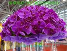 Published on 12/31/2016 ���ֹ�,��½�󷨵��ӹ�ףʦ�������(41��)