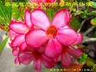 Published on 12/31/2016 ���ֹ�,��½�󷨵��ӹ�ףʦ�������(26��)