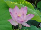 Published on 12/31/2016 ���ֹ�,��½�󷨵��ӹ�ףʦ�������(26��)