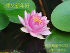 Published on 12/31/2016 ���ֹ�,��½�󷨵��ӹ�ףʦ�������(26��)