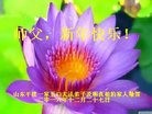 Published on 1/1/2017 ���ֹ�,���������˹�ףʦ�������(24��)