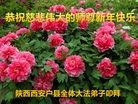 ֹ,󷨵ӹףʦ(21)
