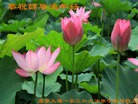 ֹ,󷨵ӹףʦ(25)
