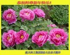 Published on 2/7/2016 ���ֹ�,��½�󷨵��ӹ�ףʦ�������(36��)
