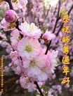 Published on 2/8/2016 ���ֹ�,��½�󷨵��ӹ�ףʦ������(29��)
