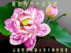 Published on 9/13/2016 ���ֹ�,С���ӹ�ףʦ�������(21��)
