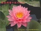 ֹ,ൺ󷨵ӹףʦ(22)
