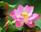 Published on 9/13/2016 ���ֹ�,���󷨵��ӹ�ףʦ���������(29��)
