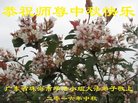 Published on 9/14/2016 ���ֹ�,���Ƿ���Ѻ�Ĵ󷨵��ӹ�ףʦ�������(21��)