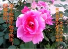 ֹ,󷨵ӹףʦ(18)
