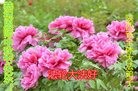 ֹ,󷨵ӹףʦ(25)