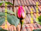 ֹ,󷨵ӹףʦ(18)