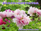 ֹ,󷨵ӹףʦ(24)