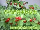 Published on 9/14/2016 ���ֹ�,С���ӹ�ףʦ�������(20��)