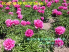 Published on 9/15/2016 ���ֹ�,��½�󷨵��ӹ�ףʦ���������(33��)