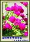 ֹ,ӱ󷨵ӹףʦ(24)