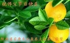 ֹ,󷨵ӹףʦ(18)