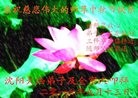 ֹ,󷨵ӹףʦ(28)
