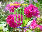 Published on 9/15/2016 ���ֹ�,��½�󷨵��ӹ�ףʦ���������(32��)