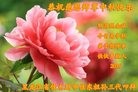 ֹ,ľ˹󷨵ӹףʦ(24)