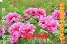 ֹ,󷨵ӹףʦ(25)