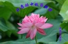 ֹ,󷨵ӹףʦ(28)