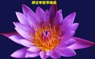 Published on 9/15/2016 ���ֹ�,��½�󷨵��ӹ�ףʦ���������(38��)