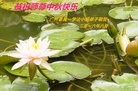 Published on 9/15/2016 ���ֹ�,��½�󷨵��ӹ�ףʦ���������(40��)