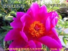 Published on 9/12/2016 ���ֹ�,���󷨵��ӹ�ףʦ�������(23��)
