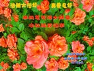 ֹ,󷨵ӹףʦ(24)
