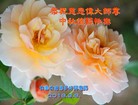 ֹ,󷨵ӹףʦ(28)