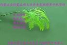 ֹ,ɹŴ󷨵ӹףʦ(24)
