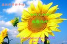 ֹ,󷨵ӹףʦ(22)