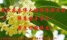 Published on 1/25/2017 ���ֹ�,������־���ᡡ���д󷨵��ӹ���ʦ�������