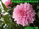 Published on 1/26/2017 ���ֹ�,��½�󷨵��ӹ�ףʦ�������(41��)