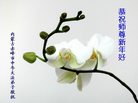 ֹ,ɹŴ󷨵ӹףʦ(26)