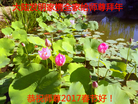 Published on 1/26/2017 ���ֹ�,��½�󷨵��ӹ�ףʦ�������(37��)