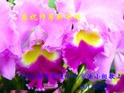 Published on 1/29/2017 ���ֹ�,�ӱ����������㶫�������ȵش󷨵��ӹ�ףʦ�������(42��)