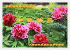 Published on 10/4/2017 ���ֹ�,�ؿ�����(3)����ף��ʦ������ڿ���