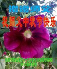 Published on 10/3/2017 ���ֹ�,��½���ش󷨵��ӹ�ףʦ���������