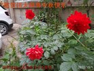 ֹ,󷨵ӹףʦ(22)