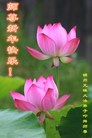 ֹ,ݴ󷨵ӹףʦ(22)