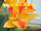 ֹ,󷨵ӹףʦ(19)