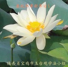 ֹ,󷨵ӹףʦ(25)