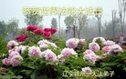 ֹ,ݴ󷨵ӹ編ִʦ𻪵(21)